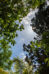 Green leaves of trees frame the blue sky with some clouds