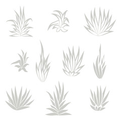 Fototapeta na wymiar Set of succulent plant, flower isolated on white background. Vector illustration.