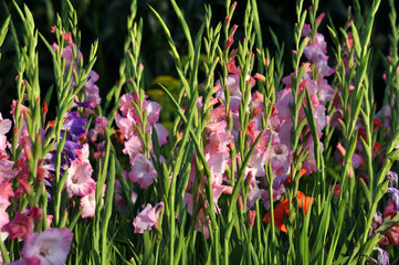 Blossom of colorful gladioluses