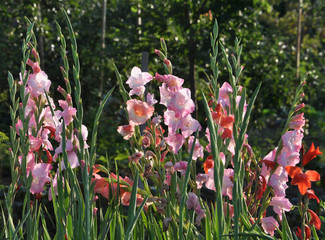 Blossom of colorful gladioluses