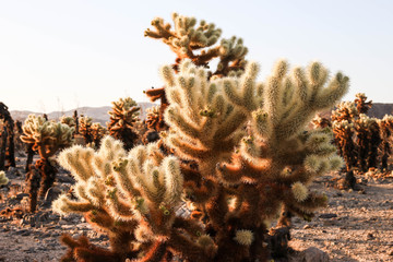 Joshua Tree