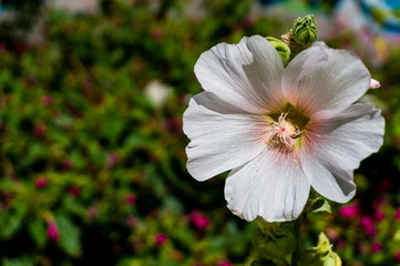 White flower with green background