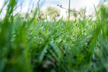 Green grass close up