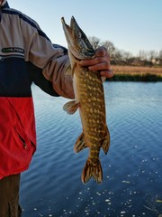 Polonne / Ukraine - 7 November 2018: A fisherman holding a pike at the river's background on a...