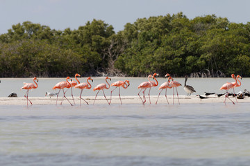 Fototapety  Flamingi na jeziorze