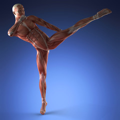 Obraz premium Human Muscle Anatomy