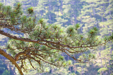 Pine branch blooms in the mountains