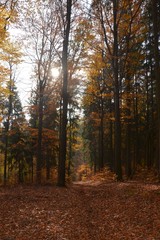 Herbstwald im Gegenlicht 