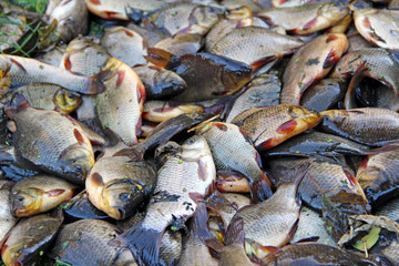 Caught crucians. Successful fishing. Fresh fish carp.