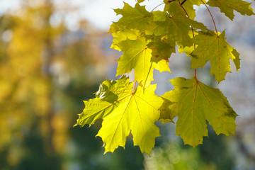 Yellow maple leaves close up