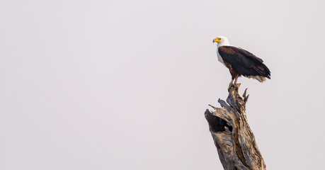 Schreiseeadler auf einem Baum am Fluss Kwando, Namibia
