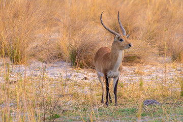 Naklejka na ściany i meble Letschwe Antilope am Kwando River, Namibia