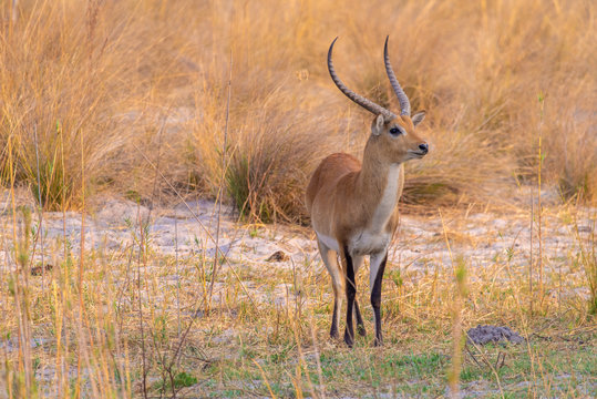 Letschwe Antilope am Kwando River, Namibia