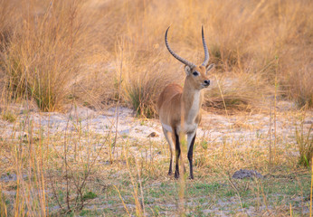 Naklejka premium Letschwe Antilope am Kwando River, Namibia