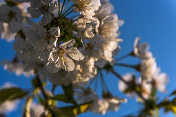 In the spring, the cherry trees bloom with their beautiful cherry blossoms. Concept: flowers or spring