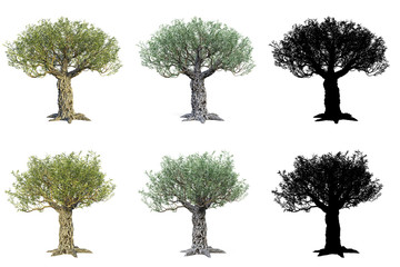 Set of Olive trees isolated on white background with masks