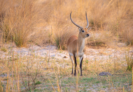 Letschwe Antilope am Kwando River, Namibia