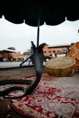 Cobra