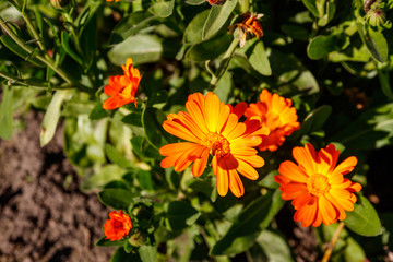 Obraz na płótnie Canvas Orange calendula flower in garden