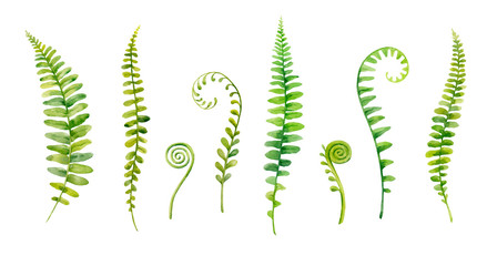 Watercolor hand painted leaves of fern plants on white background. - obrazy, fototapety, plakaty