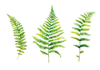 Watercolor hand painted leaves of fern plants on white background.