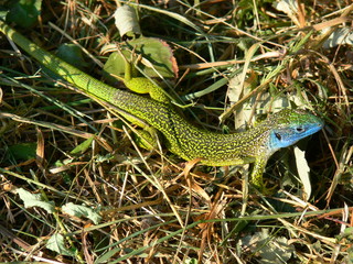 Western green lizard (Lacerta bilineata)