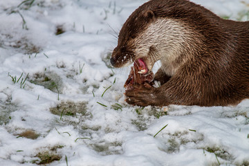 otter with stick meat while eating in the snow