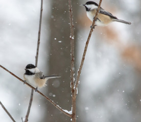 Chickadees in Snowstorm On Twigs in woods