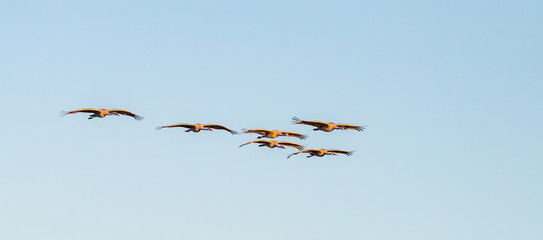 Sandhill cranes in flight over field at Bosque del Apache National Wildlife Refuge, New Mexico