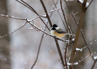 Chickadee in Snowstorm On Twig in woods