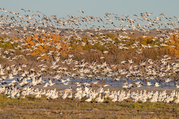 Snow geese taking off from pond at Bosque del Apache National Wildlife Refuge, San Antonio, New Mexico