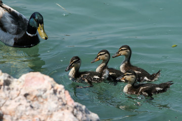 Kaczka z kaczątkami na powierzchni jeziora