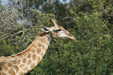 Giraffe