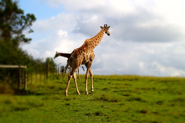Giraffe
