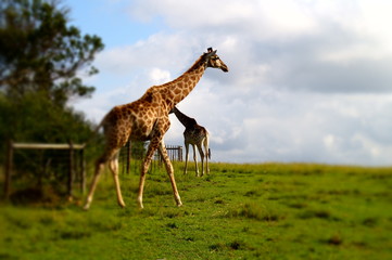 Giraffe