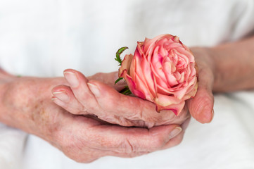 Hands of an old woman are holding a rose / Old women hands hold a red rose.