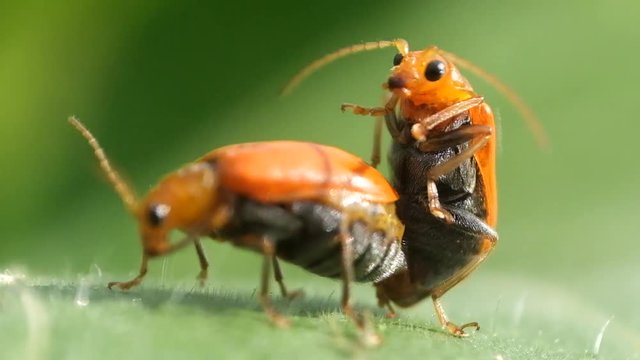 Animal bugs mating