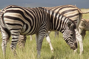 Zebra