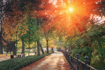 Amazing landscape of autumn season park. Glowing with some effect In morning at park. Yellow trees and river with a bridge. Wroclaw, Poland.
