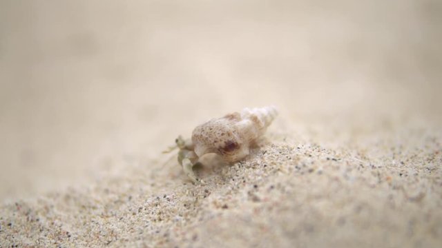A shot of small crab with small house walking somewhere on the beach