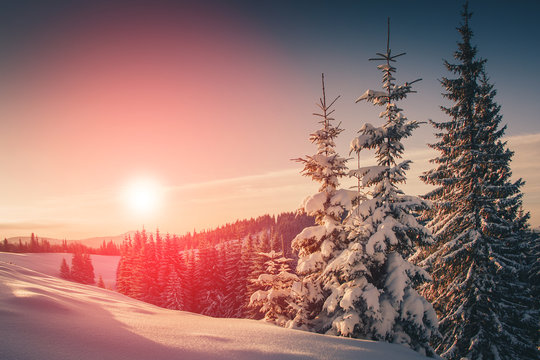 Landscape of mountains winter. View of snow-covered conifer trees at sunrise. Retro filter. Filtered image: instagram toning effect. Happy New Year! 