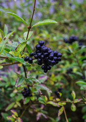 Black wild berries on the branch, after the rain
