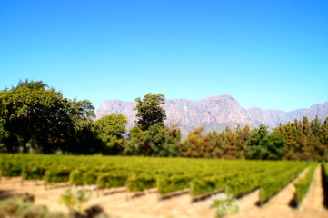 Obraz premium Weingut Boschendal