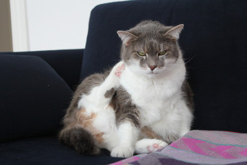 Fototapeta na wymiar Grumpy Cat auf dem Sofa