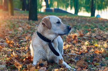Labrador retriever dog lying in leaves in autumn, fall park.