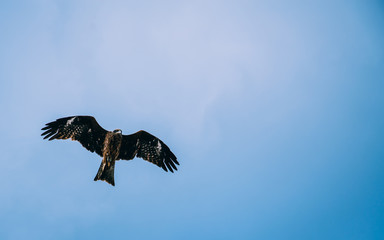 Hawk