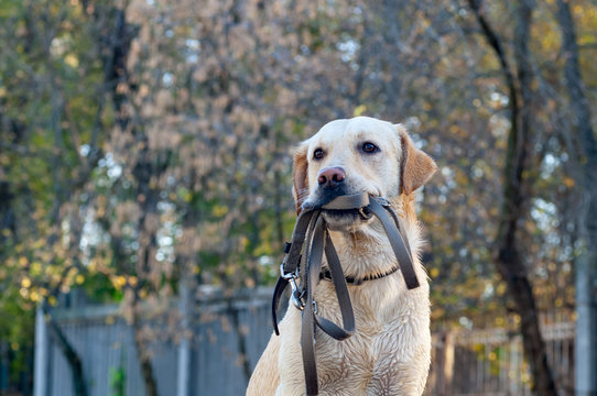 Golden Retriever With A Leash In His Teeth In The Autumn Park.