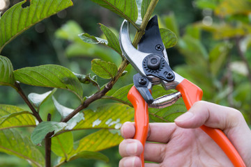 Gardener pruning trees with pruning shears on nature background.