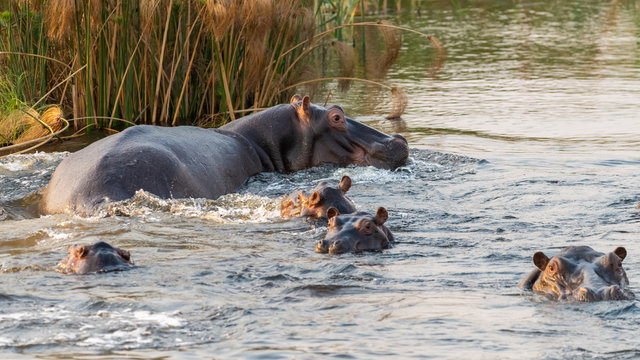 Flusspferde im Kwando River, Namibia
