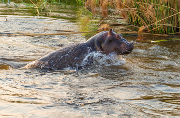 schnell taucht ein Flusspferde im Kwando River auf, Namibia